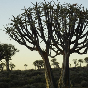 Aloe dichotoma